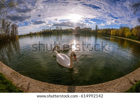 Similar – Foto Bild Ledas Schwäne Umwelt Natur