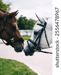 Two beautiful thoroughbred horses touching noses in friendship feeling sadness in countryside captivity, obedient mare and stallion champions in bridle communicating in paddock of country club