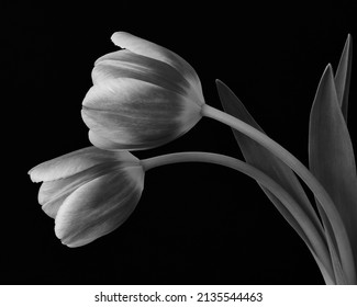 855 2 white tulips black background Images, Stock Photos & Vectors ...