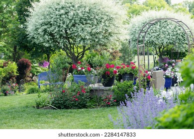 Two beautiful variegated Japanese ornamental willow are the focal point of this Midwest garden in late June.  Cherry red knock out roses and garden containers of crimson geraniums pop with color
