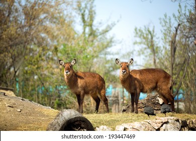 Two Beautiful  Waterbuck (Reduncinae)