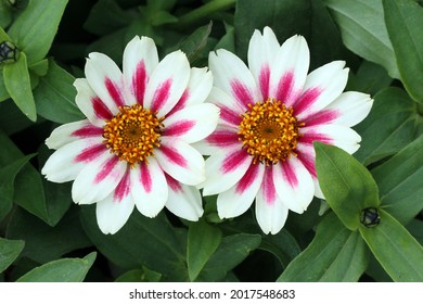 Two beautiful white flowers with a bright coral-pink star in the center of the zinnia marylandica of the 'zahara starlight rose' variety among the green foliage in the summer garden