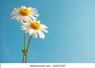 Two beautiful white flowers daisies over clear blue sky. Summer concept, horizontal, copy space