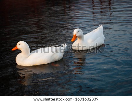 Two beautiful white geese swimming in the middle of the lake. White geese with an orange beak. Dark water background. Nokhur Gol Lake, Qabala, Azerbaijan