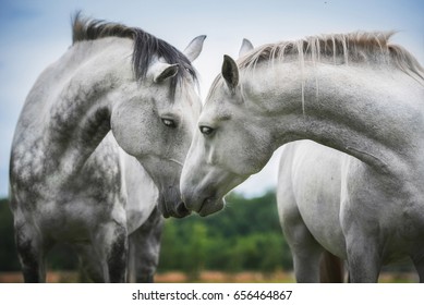 Two beautiful white horses