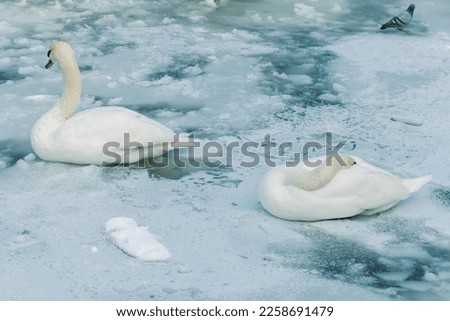 Two beautiful white swans sleeping on frozen pond in a very cold day in Kugulu Park in Ankara.