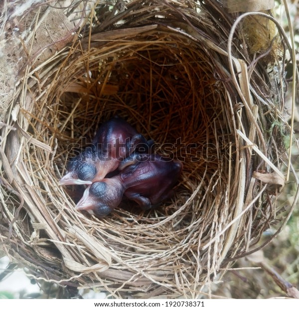 two beautiful\
yellow-vented bulbul bird\
hatched