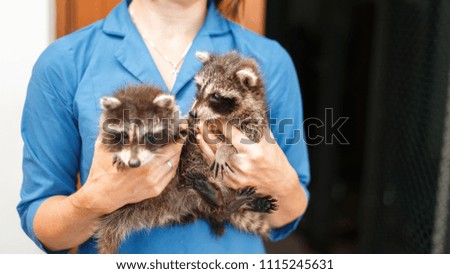 Two beautiful young raccoons in female hands. Woman veterinarian holds two raccoons