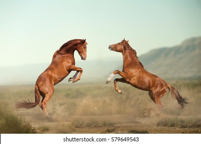 two beautiful young stallions fighting in the desert