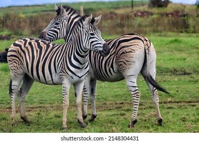 Two beautiful zebra stand side by side.
