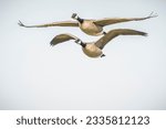 Two beautifull flying canadian geese