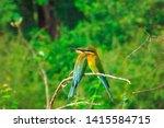 Two Bee eater bird stand on small branch