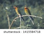 Two Bee eater bird stand on small branch