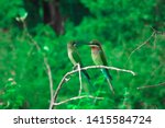 Two Bee eater bird stand on small branch