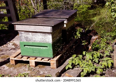 Two Beehives With Busy Honeybees Flying Around Them On A Small Family Farm