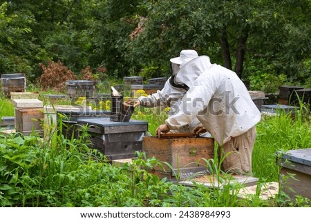 Two beekeepers checking a beehive with bee smoker. beekeeping or apiculture concept photo.