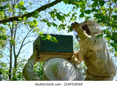 Two beekeepers with masks and protection catching an escaped bee queen and her vlok