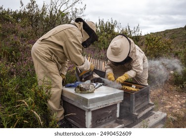 Two beekeepers in Spain applying varroa mite treatment on a beehive wearing beekeeping suits and masks and using smoker in a natural environment. Guadalajara - Powered by Shutterstock