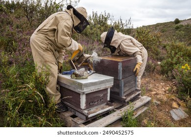 Two beekeepers in Spain working on a beehive wearing beekeeping suits and masks and using smoker in a natural environment. Guadalajara - Powered by Shutterstock