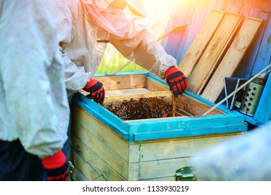 Two beekeepers work on an apiary. Summer.