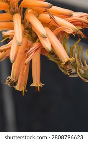Two bees actively pollinating vibrant orange succulent flowers, contributing to ecosystem biodiversity and honey production