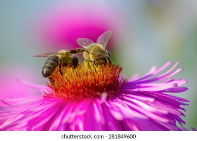 Two bees on a pink aster flower. Shallow depth of field. Selective focus.