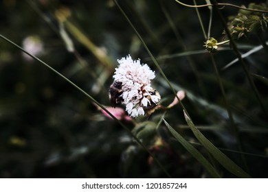 Two Bees Sharing A Flower Above The Treeline In Oregon.