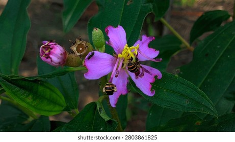 Two bees are sipping nectar from forest flowers.