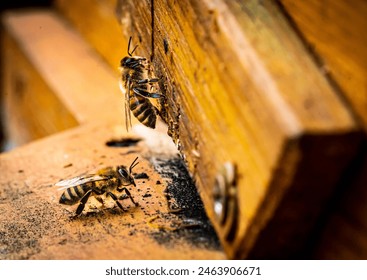 Two bees within a close up