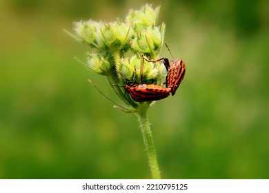 Two Beetle Bugs Are Eating Leaves In A Backyard Garden. Really Attractive To Capture During Spring