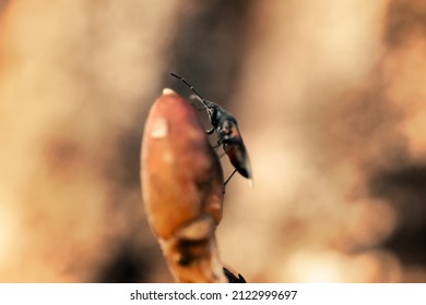 Two beetles are sitting on a thin branch