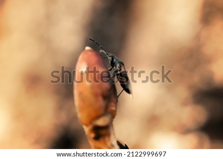 Two beetles are sitting on a thin branch