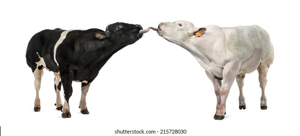 Two Belgian Blue Bull Licking