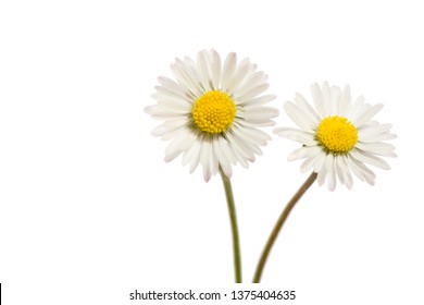 Two Bellis Perennis Flowers Isolated On White