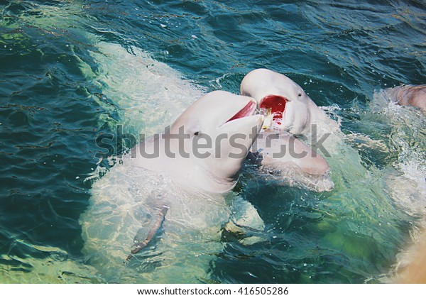 Two beluga whales\
swimming in the blue sea.