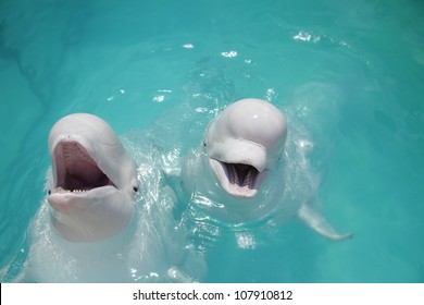 Two Beluga Whales (white Whale) In Water
