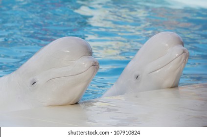 シロイルカ の画像 写真素材 ベクター画像 Shutterstock