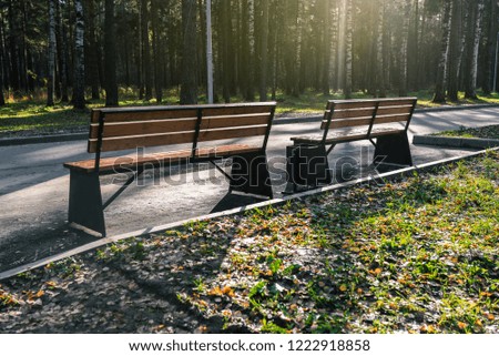Two benches in the park brown. Stand in on the asphalt track for running. Around the forest, the sun is shining. On the ground are dry autumn leaves.