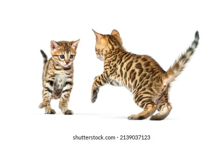 Two Bengal Cat Kittens Playing Together, Six Weeks Old, Isolated On White