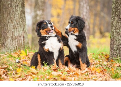 Two bernese mountain puppies playing in the park in autumn