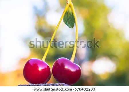 Two berries of a cherry on one branch are on a wooden surface on the background of the garden