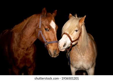 two best horsefriends in front of the camera