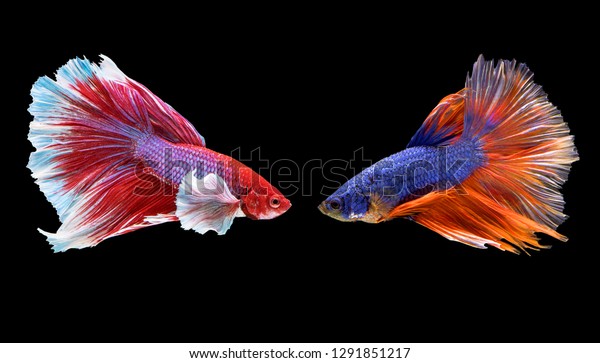 two betta fish fighting