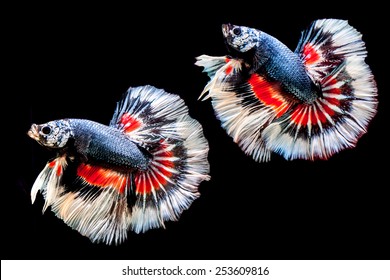 Two Betta Fish On Black Background Stock Photo 253609816 | Shutterstock