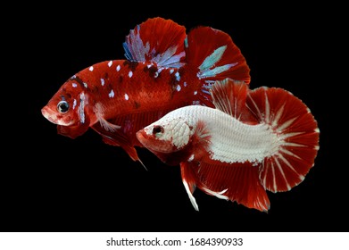 strawberry betta fish