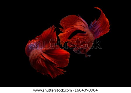 Two betta fish, siamese fighting fish (Halfmoon betta )isolated on black background
