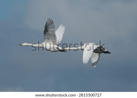 Two Bewick's swans flying gracefully against cloudy sky background during winter migration