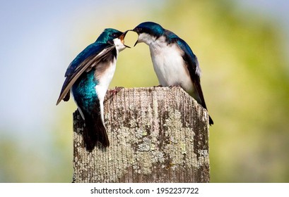 Two bickering tree swallows looking like their arguing with each other