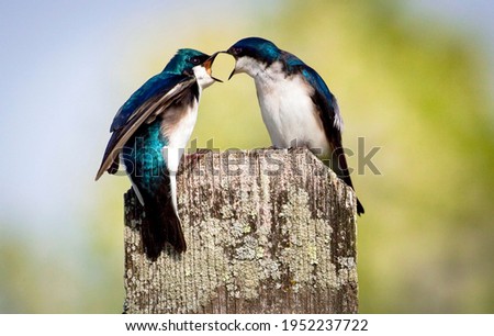 Two bickering tree swallows looking like their arguing with each other