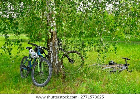 Two bicycles are leaned against the thick trunk of a birch tree, with a white protective helmet attached to the handlebars of one. Another bicycle is lying on the grass to the right. There are no people in the photo. Sunny summer day.